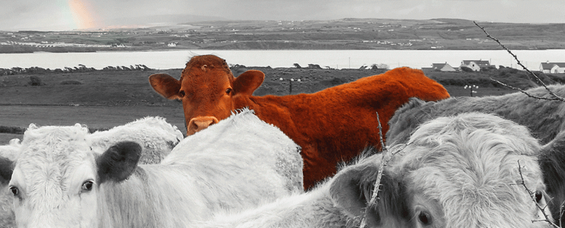 red cow standing out from the crowd