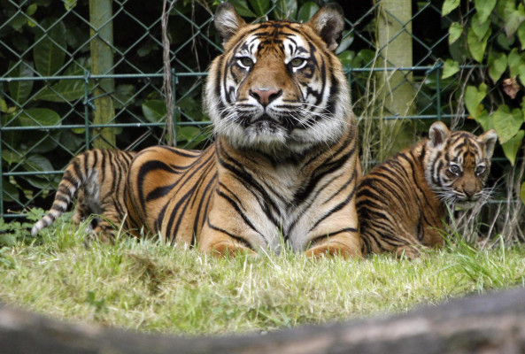 Dublin Zoo Hotel Deals, Dublin Zoo Hotel Packages